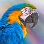 Parrot Wallpapers